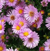 Aster (rosa)