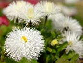 Λουλούδια κήπου Νέας Αγγλίας Aster, Aster novae-angliae λευκό