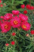 Ogrodowe Kwiaty New England Aster, Aster novae-angliae czerwony