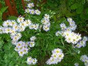 Flores de jardín Aster Alpino, Aster alpinus blanco
