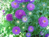 Садові Квіти Астра Однорічна (Каллістефус), Callistephus chinensis фіолетовий