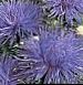 Zahradní květiny China Aster, Callistephus chinensis modrý