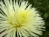 Садові Квіти Астра Однорічна (Каллістефус), Callistephus chinensis жовтий
