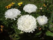 Hage Blomster Kina Aster, Callistephus chinensis hvit