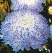Zahradní květiny China Aster, Callistephus chinensis světle modrá