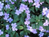 Градински цветове Търпение Растение, Балсам, Бижу С Плевелите, Зает Лизи, Impatiens светло синьо