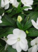 Flores de jardín Planta Paciencia, Bálsamo, Joya De Malezas, Lizzie Ocupado, Impatiens blanco