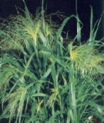 Haveplanter Hirse korn, Panicum grøn