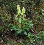 Градински цветя Ревен, Pieplant, Га Хуанг декоративни листни, Rheum светло-зелен