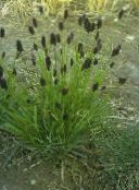 des plantes de jardin Bleu Lande-Grass des céréales, Sesleria vert