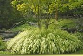 Tuinplanten Hakone Gras, Japans Bos Gras granen, Hakonechloa licht groen