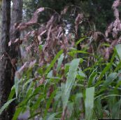 Bahçe Bitkileri Pul Çim, Yabani Yulaf, Kuzey Deniz Yulaf hububat, Chasmanthium kahverengi