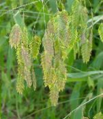 Garden Plants Spangle grass, Wild oats, Northern Sea Oats cereals, Chasmanthium green