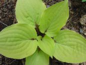 Gartenpflanzen Wegerich Lilie dekorative-laub, Hosta hell-grün