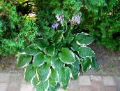 Градински цветя Живовляк Лилия декоративни листни, Hosta пъстър