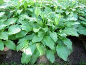  Plantain lily leafy ornamentals, Hosta green