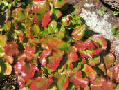 Záhradné rastliny Schizocodon dekoratívne a listnaté pestrofarebný