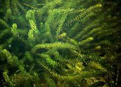Anacharis, Elodea Canadiense, Waterweed Americana, Malezas Oxígeno