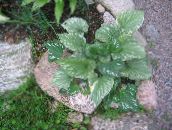 Plantas de jardín Bugloss Siberiano, Falsa Forget-Me-Not, Perenne Forget-Me-Not decorativo-foliáceo, Brunnera verde