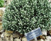 Helichrysum, Karri Taim, Immortelle Lehtköögiviljad Ilutaimed (roheline)