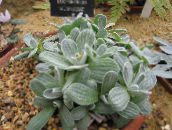 Helichrysum, Karis Augalas, Šiaudų Gėlė Lapinės Dekoratyviniai Augalai (sidabrinis)
