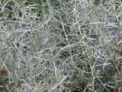  Helichrysum, Karry Plante, Immortelle grønne prydplanter sølvfarvede