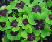 Garden Plants Wood Sorrel, Whitsun Flower, Green Snob, Sleeping Beauty leafy ornamentals, Oxalis multicolor