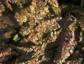 Új-Zéland Rézgombos Leveles Dísznövények (barna)