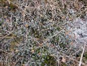 Záhradné rastliny Nový Zéland Mosadzné Gombíky dekoratívne a listnaté, Cotula leptinella, Leptinella squalida zlatý