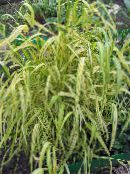 Záhradné rastliny Bowles Zlatá Tráve, Zlatý Proso Tráve, Zlatý Proso Drevo traviny, Milium effusum pestrofarebný