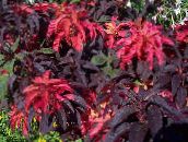 Садовые Растения Амарант трехцветный декоративно-лиственные, Amaranthus-Tricolor бордовый