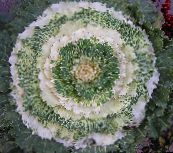 Haveplanter Blomstrende Kål, Ornamental Grønkål, Collard Cole grønne prydplanter, Brassica oleracea hvid