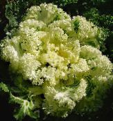 Gartenpflanzen Blüte Kohl, Zierkohl, Collard, Cole dekorative-laub, Brassica oleracea gelb