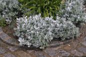 Garden Plants Dusty Miller, Silver Ragwort leafy ornamentals, Cineraria-maritima silvery