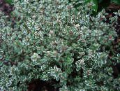 Ogrodowe Rośliny Tymianek Limonnopahnuschy dekoracyjny-liście, Thymus-citriodorus barwny