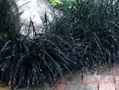 Garden Plants Lily-turf, Snake's beard, Black Dragon, Black Mondo Grass leafy ornamentals, Ophiopogon black