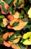  Hameleons Augs lapu dekoratīvie augi, Houttuynia zaļš