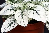 Polka Dot Plant, Sproet Gezicht Lommerrijke Sierplanten (wit)