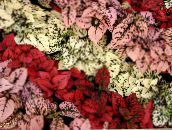 Polka Dot Kasvi, Pisama Kasvot Koristelehtikasvit (punainen)