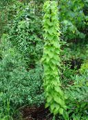 Dioscorea Caucasica Lapu Dekoratīvie Augi (zaļš)