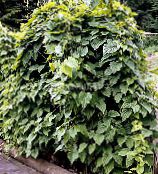 Dioskoorea Caucasica Lehtköögiviljad Ilutaimed (tumeroheline)