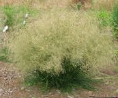Čupava Hairgrass (Zlatna Hairgrass)