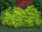 Puutarhakasvit Alternanthera koristelehtikasvit vaalean-vihreä