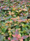 Садовые Растения Альтернантера декоративно-лиственные, Alternanthera разноцветный