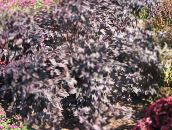 Tuinplanten Alternanthera lommerrijke sierplanten bordeaux, claret