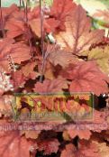 Le piante da giardino Heucherella, Campane Spumeggianti ornamentali a foglia rosso