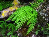Trädgårdsväxter Woodsia ormbunkar grön