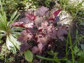 Heuchera, Coral flower, Coral Bells, Alumroot Leafy Ornamentals (burgundy,claret)