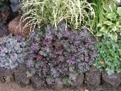 Záhradné rastliny Heuchera, Koralový Kvet, Koralové Zvony, Alumroot dekoratívne a listnaté fialový