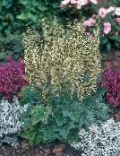 Le piante da giardino Heuchera, Fiore Di Corallo, Le Campane Di Corallo, Alumroot ornamentali a foglia verde